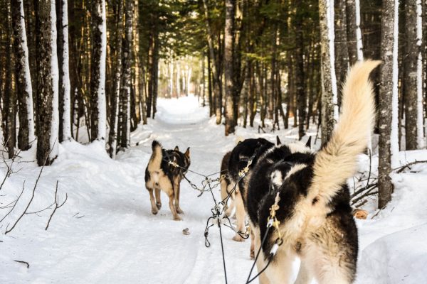 Dogsled