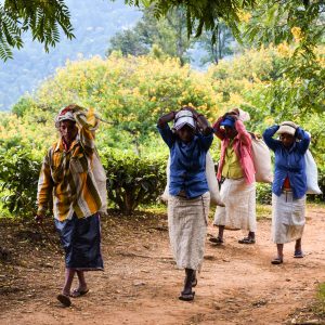 Sri Lanka - Rosie Photography-50